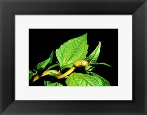 Framed Tree Snake Print