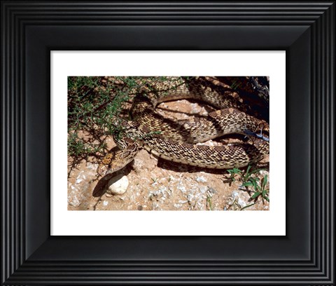 Framed Bull Snake in New Mexico Print