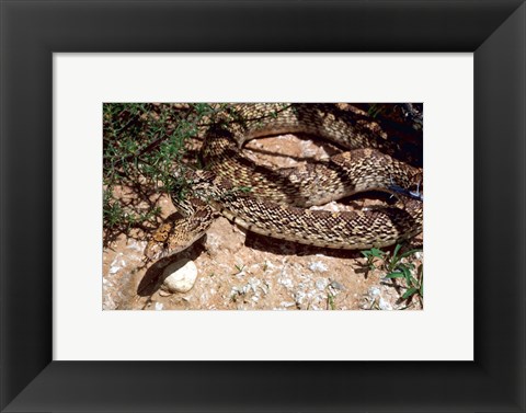 Framed Bull Snake in New Mexico Print