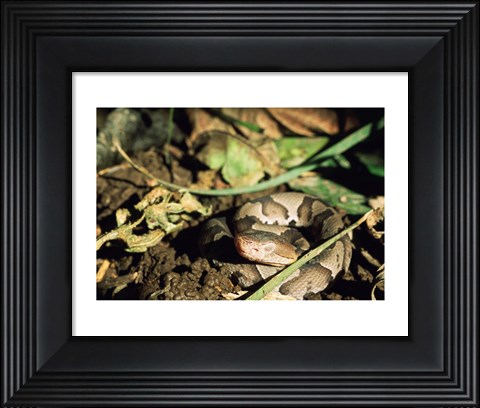 Framed Close Up of Coiled Copperhead Snake Print