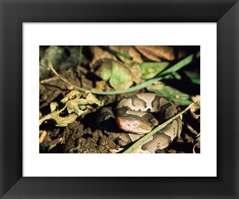 Framed Close Up of Coiled Copperhead Snake Print