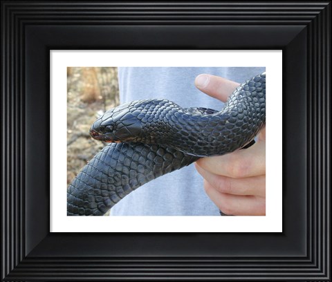 Framed Eastern Indigo Snake Print