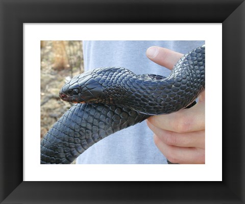 Framed Eastern Indigo Snake Print