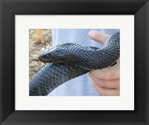 Framed Eastern Indigo Snake Print