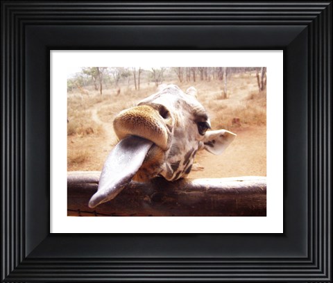 Framed Giraffe Sticking His Tongue Out Print