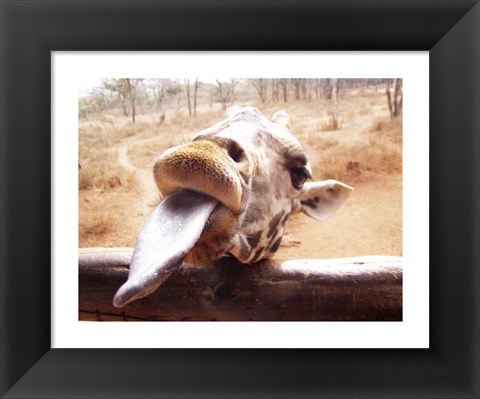 Framed Giraffe Sticking His Tongue Out Print