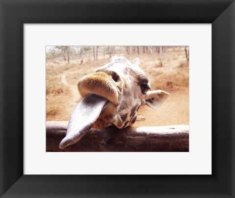 Framed Giraffe Sticking His Tongue Out Print