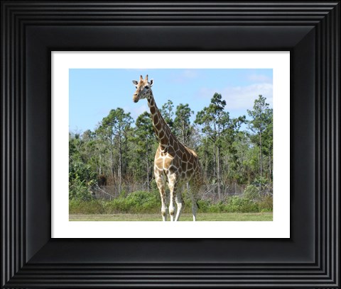 Framed Giraffe Camelopardalis Print