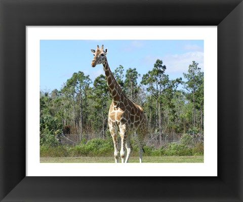 Framed Giraffe Camelopardalis Print