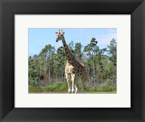 Framed Giraffe Camelopardalis Print