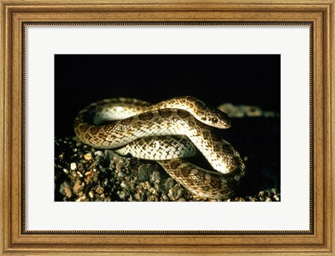 Framed Glossy Snake Print