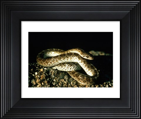Framed Glossy Snake Print