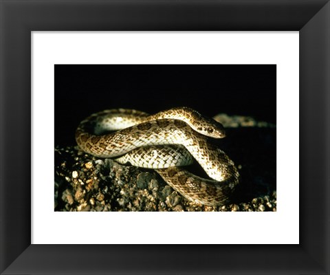 Framed Glossy Snake Print