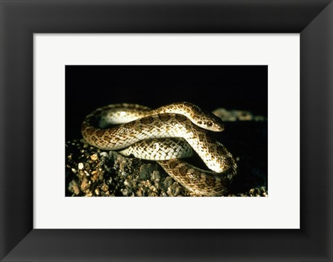 Framed Glossy Snake Print