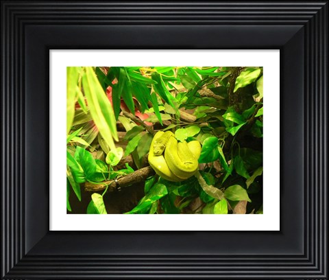 Framed Green Tree Python Snake Print