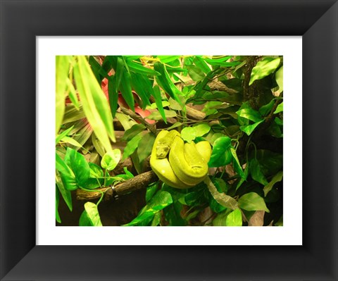 Framed Green Tree Python Snake Print