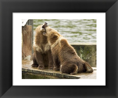 Framed Grizzly Bear Cubs Print