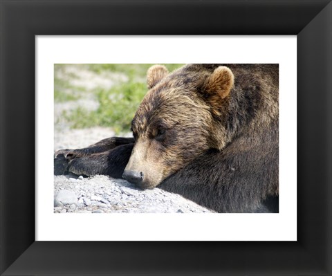 Framed Grizzly Bear Lying with His Head Down Print