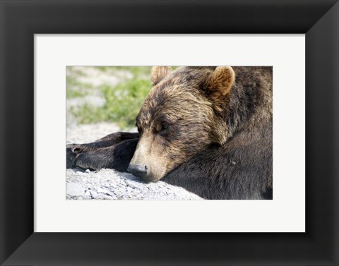 Framed Grizzly Bear Lying with His Head Down Print