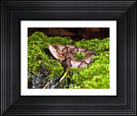 Framed Juvenile Copperhead Snake Print