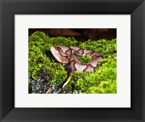 Framed Juvenile Copperhead Snake Print