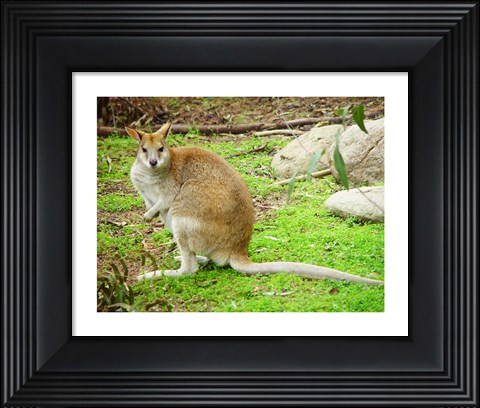 Framed Kangaroo Outdoors Print