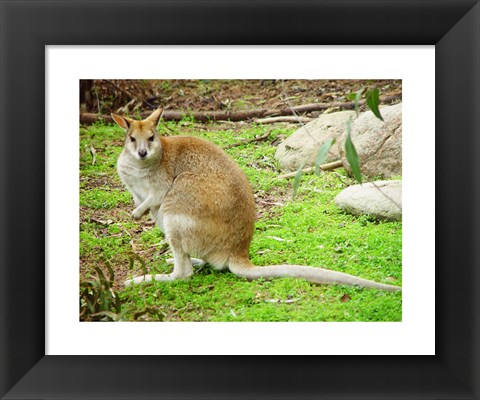 Framed Kangaroo Outdoors Print