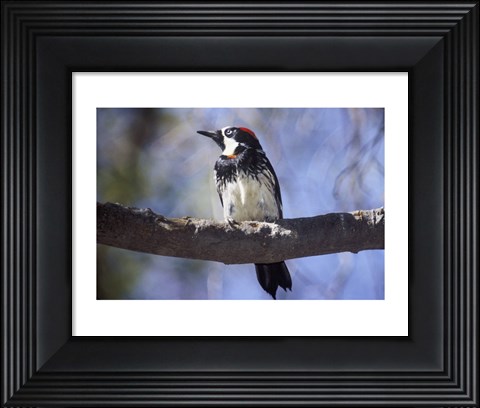 Framed Male Acorn Woodpecker Print