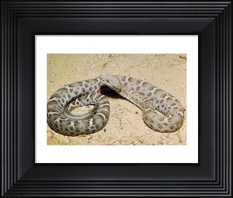 Framed Mexican Ridged Nose Rattlesnake Print