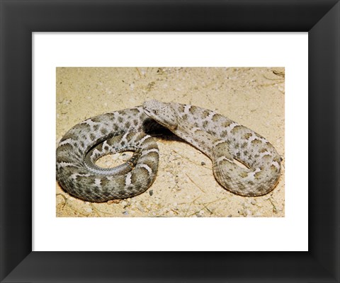 Framed Mexican Ridged Nose Rattlesnake Print