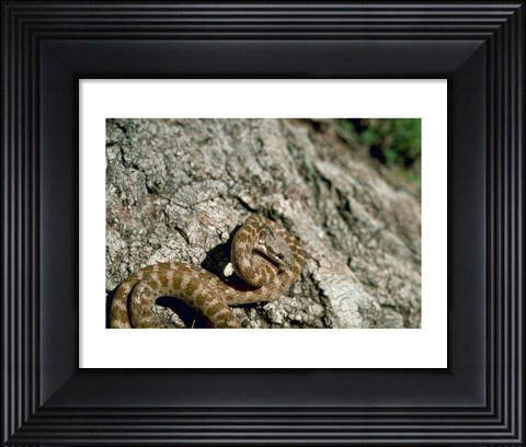 Framed Night Snake New Mexico Print