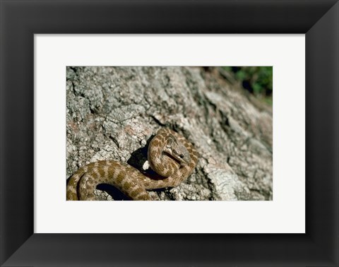 Framed Night Snake New Mexico Print