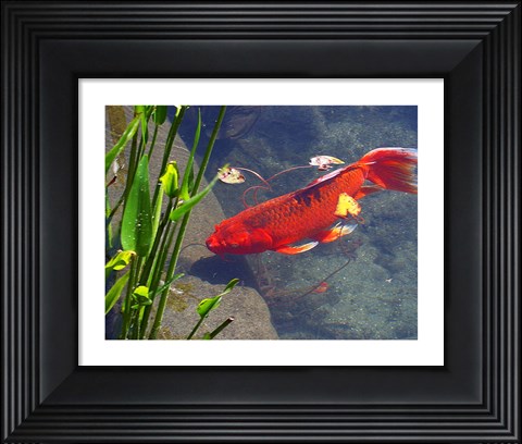 Framed Red Goldfish Print