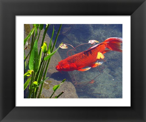 Framed Red Goldfish Print