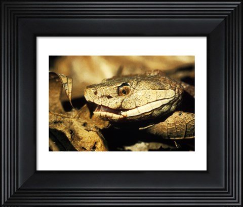 Framed Head of a Copperhead Snake Print