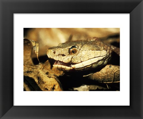 Framed Head of a Copperhead Snake Print