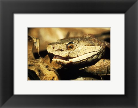 Framed Head of a Copperhead Snake Print