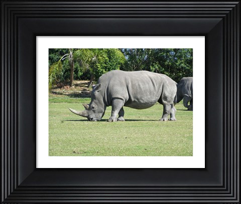 Framed Rhino Grazing Print