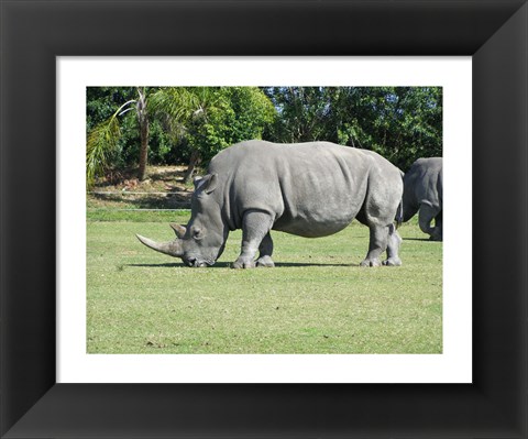 Framed Rhino Grazing Print