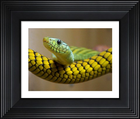 Framed Green Snake Print