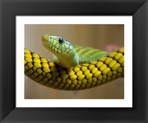 Framed Green Snake Print