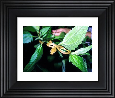 Framed Tree Snake Photograph Print