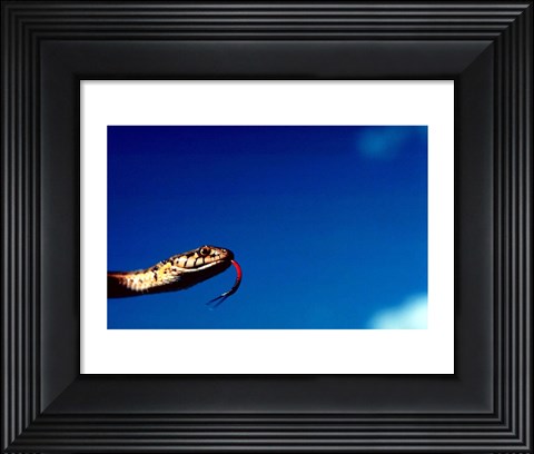 Framed Wandering Garter Snake Print