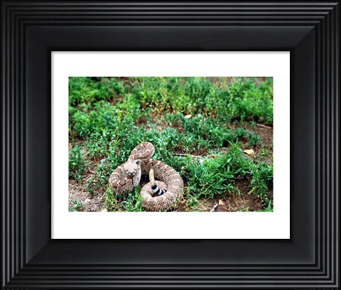 Framed Western Diamondback Rattlesnake Print