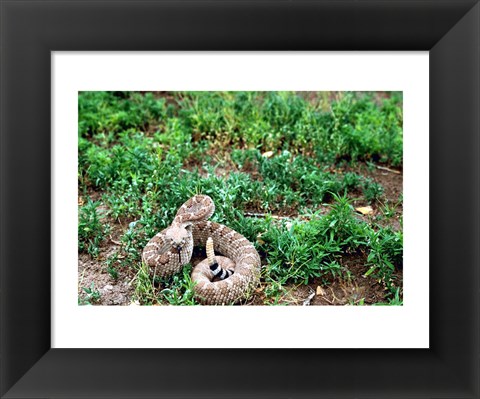 Framed Western Diamondback Rattlesnake Print