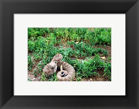 Framed Western Diamondback Rattlesnake Print