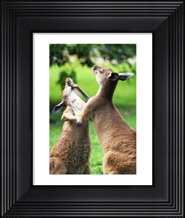 Framed Playful Kangaroos Print