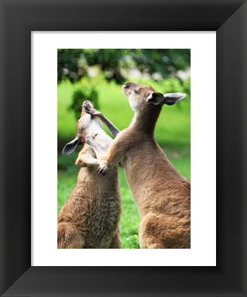 Framed Playful Kangaroos Print
