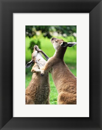 Framed Playful Kangaroos Print