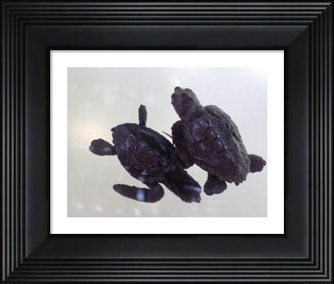 Framed Baby Sea Turtles Print